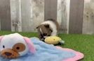 Funny Pomeranian Purebred Pup