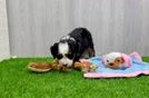 Hypoallergenic Bernese Doodle Poodle Mix Puppy