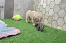 Maltipoo Pup Being Cute