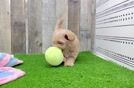 Friendly Maltipoo Baby