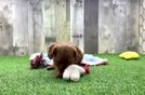 Meet Kev - our Cavapoo Puppy Video