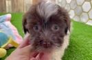 Havanese Puppy for Adoption