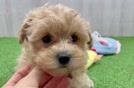 Sweet Maltipoo Baby