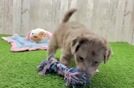 Havapoo Pup Being Cute