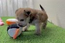 Morkie Puppy for Adoption