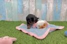 Cavapoo Pup Being Cute