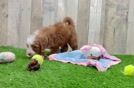 Smart Mini Irish Doodle Poodle Mix Pup