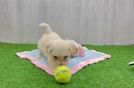 Hypoallergenic Maltese Poodle Poodle Mix Puppy