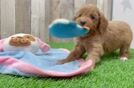 Cute Mini Goldendoodle Baby