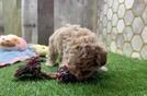 Meet Ion - our Maltipoo Puppy Video