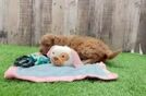 Energetic Golden Doodle Poodle Mix Puppy