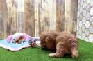 Meet Vince - our Cavapoo Puppy Video