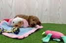 Meet Eminem - our Mini Goldendoodle Puppy Video