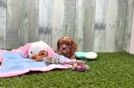 Meet Gabriella - our Cavalier King Charles Spaniel Puppy Video