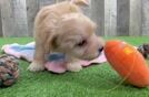 Maltipoo Pup Being Cute