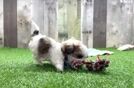 Best Teddy Bear Baby