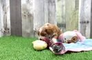 Cavapoo Pup Being Cute