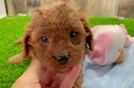 Cavapoo Puppy for Adoption