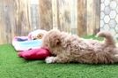 Hypoallergenic Moodle Poodle Mix Puppy