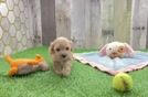 Best Maltipoo Baby