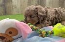 Meet Yuri - our Cavapoo Puppy Video