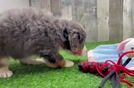 Mini Bernedoodle Puppy for Adoption