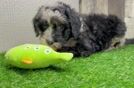 Playful Sheepdoodle Poodle Mix Puppy