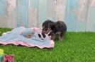 Best Yorkie Poo Baby
