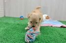 Meet Raquel - our Maltipoo Puppy Video