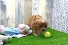 Cavapoo Puppy for Adoption