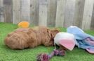Playful Cavapoodle Poodle Mix Puppy