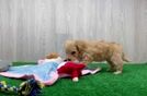 Meet Nate - our Maltipoo Puppy Video