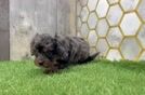 Funny Cavapoo Poodle Mix Pup