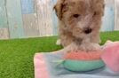 Maltipoo Pup Being Cute