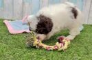 Meet Acorn - our Havapoo Puppy Video