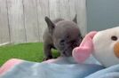 Funny French Bulldog Purebred Pup