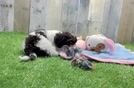 Meet Kash - our Cockapoo Puppy Video