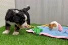 Best Mini Bernedoodle Baby