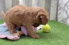 Small Mini Goldendoodle Baby