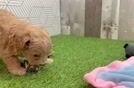 Meet Taffeta - our Maltipoo Puppy Video