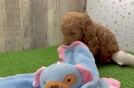 Hypoallergenic Mini Goldiepoo Poodle Mix Puppy