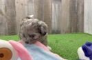 Friendly Shih Poo Baby