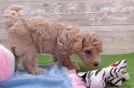 Playful Bichpoo Poodle Mix Puppy