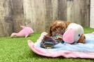 Hypoallergenic Irish Setterpoo Poodle Mix Puppy