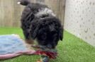Mini Bernedoodle Pup Being Cute