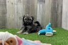 Best Shih Poo Baby