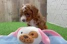 Sweet Cavapoo Baby