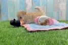 Hypoallergenic Moodle Poodle Mix Puppy