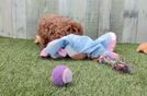 Meet Madonna - our Cavapoo Puppy Video