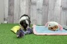 Popular Havanese Baby